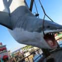 The Mechanical Shark From Jaws Was Named Bruce by Steven Spielberg on Random Universal Studios Secrets That May Blow You Away