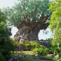 The Tree Of Life Was Built Around An Oil Rig on Random Coolest Secrets of the Disney Parks