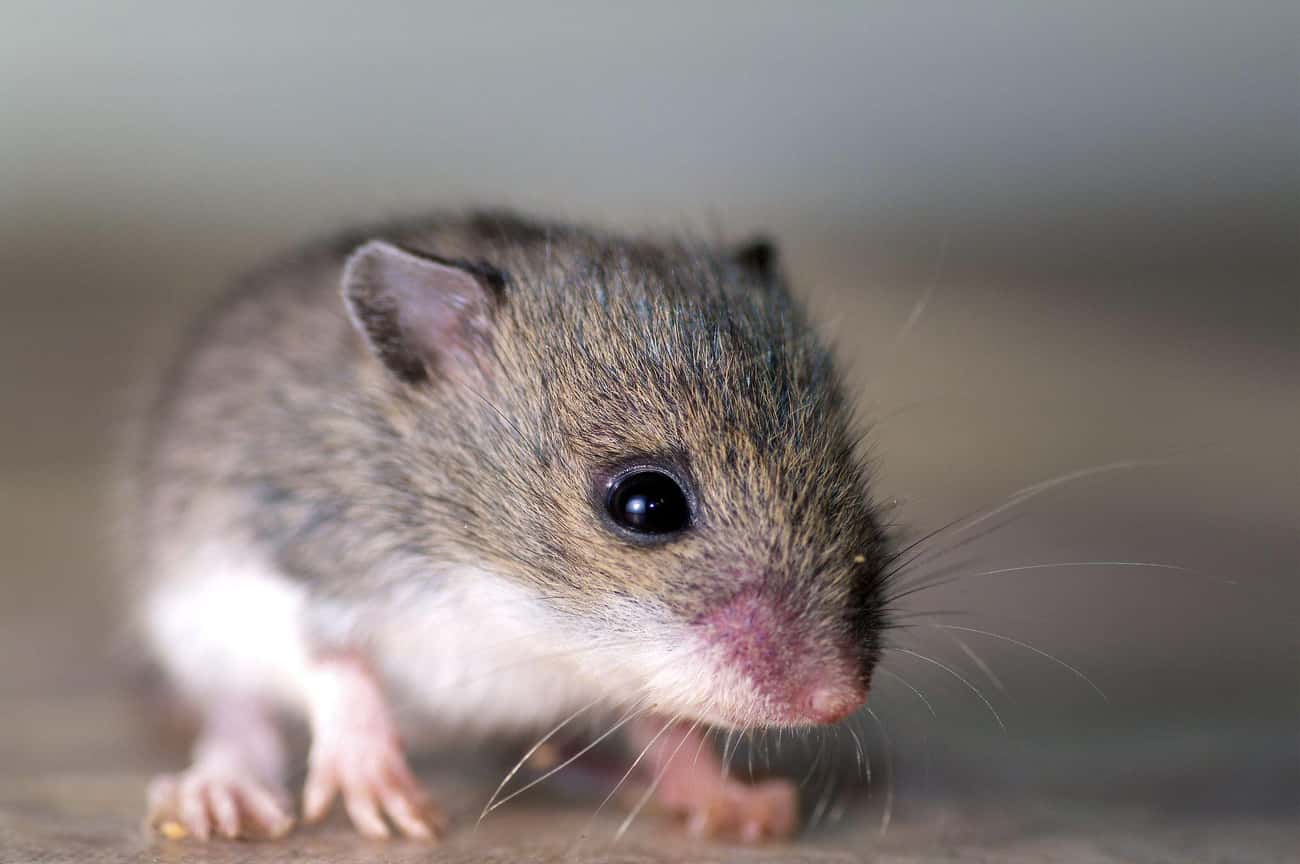 Ancient Dentists Used Dead Mice To Treat Multiple Ailments 