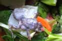 The Frog Fail on Random Grossest Things Ever Found in Fast Food Meals