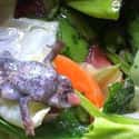 The Toad in the Tesco Greens on Random Grossest Things Ever Found in Packaged Foods