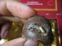 Maggots in the Milk Chocolate on Random Grossest Things Ever Found in Packaged Foods