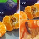The Eggs in the Orange on Random Grossest Things Ever Found in Packaged Foods