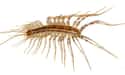 The Centipede in the Curry on Random Grossest Things Ever Found in Packaged Foods