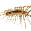 The Centipede in the Curry on Random Grossest Things Ever Found in Packaged Foods