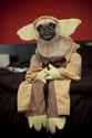 It's a Pug Dressed Like Yoda. Does Anything Else Really Matter? on Random Dog Underbites You Won't Be Able to Handle