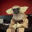 It's a Pug Dressed Like Yoda. Does Anything Else Really Matter? on Random Dog Underbites You Won't Be Able to Handle