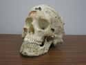 This Authentic Human Skull on Random Weirdest Things Donated To Goodwill