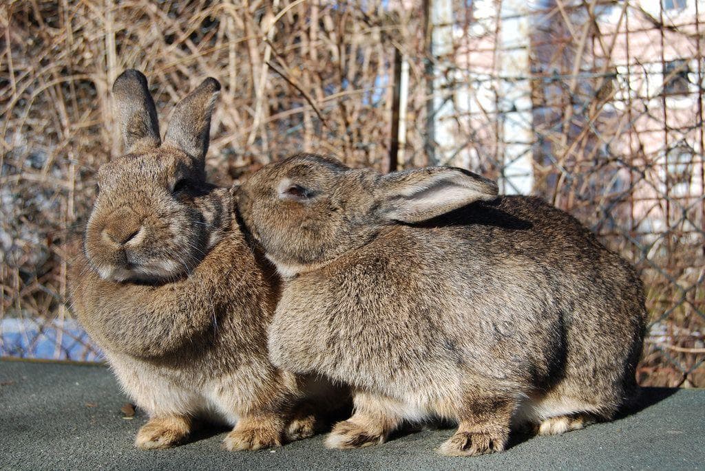 Animal Testing | Craziest Animal Experiments in History