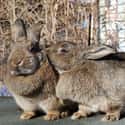 Doctors Used Rabbits As Pregnancy Tests on Random Craziest Cases of Animal Experimentation Throughout History
