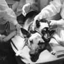 A Soviet Scientist Created A Two-Headed German Shepherd on Random Craziest Cases of Animal Experimentation Throughout History