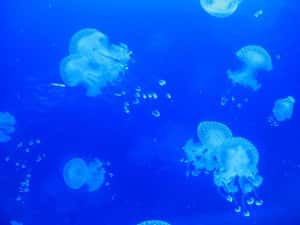 Jellyfish in Space is listed (or ranked) 2 on the list Craziest Cases of Animal Experimentation Throughout History