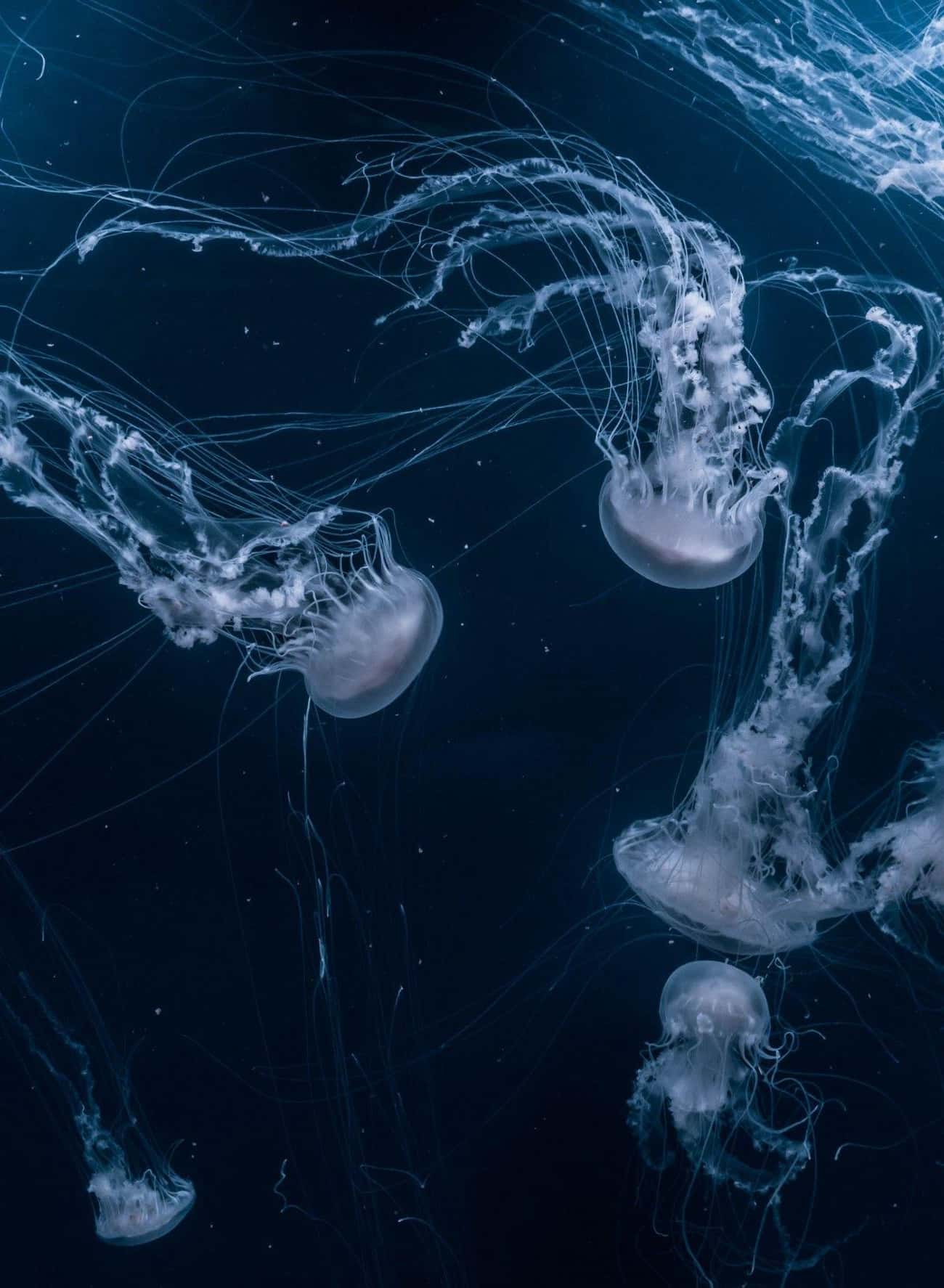 Baby Jellyfish Were Ejected Into Space