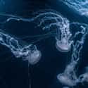 Baby Jellyfish Were Ejected Into Space on Random Craziest Cases of Animal Experimentation Throughout History
