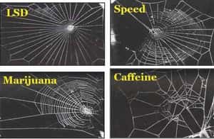 Getting Spiders High Build Coo... is listed (or ranked) 1 on the list Craziest Cases of Animal Experimentation Throughout History