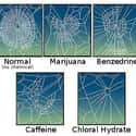 Injected Spiders Wove Spastic Webs on Random Craziest Cases of Animal Experimentation Throughout History