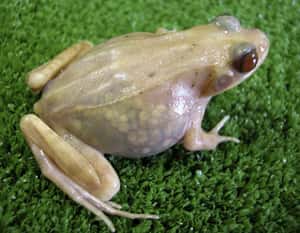 Transparent Frogs Show off The... is listed (or ranked) 3 on the list Craziest Cases of Animal Experimentation Throughout History