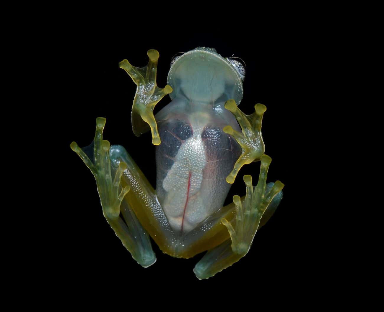 Cancer Researchers Made Frogs' Skin Transparent