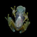 Cancer Researchers Made Frogs' Skin Transparent on Random Craziest Cases of Animal Experimentation Throughout History