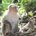 A Psychologist Separated Young Monkeys From Their Mothers on Random Craziest Cases of Animal Experimentation Throughout History