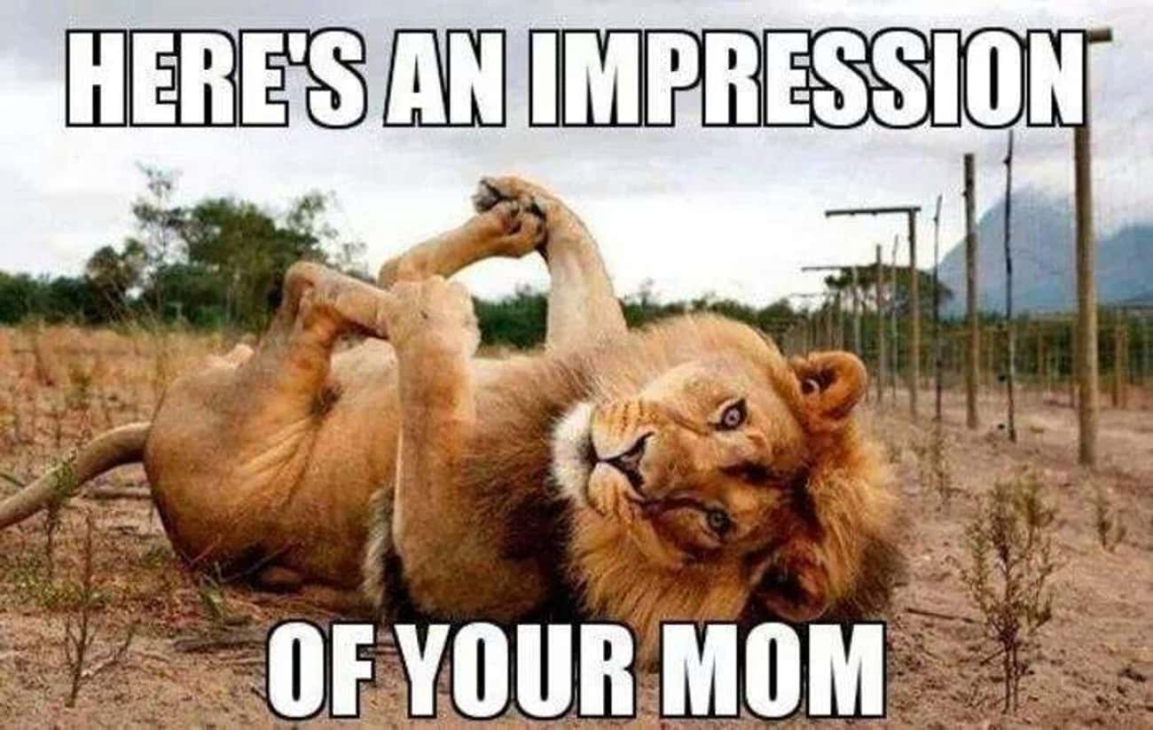 This Implication That Even The Animal Kingdom Knows Of Your Mom&#39;s Infamy