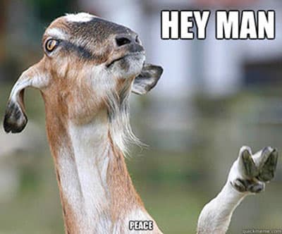 The Best Goat Memes, Jokes, And Puns