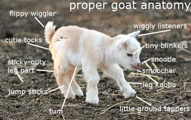 The Best Goat Memes Jokes And Puns