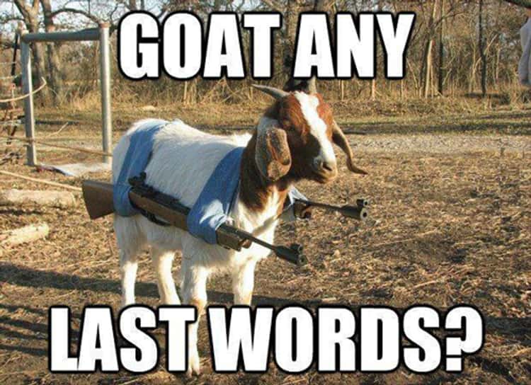 The Best Goat Memes, Jokes, and Puns