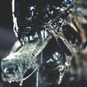 They Used Simple, but Brilliant, Techniques to Make the Alien Scarier in the First Film on Random Surprising Facts You Didn't Know About Alien