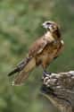 Falcon on Random World's Most Beautiful Animals