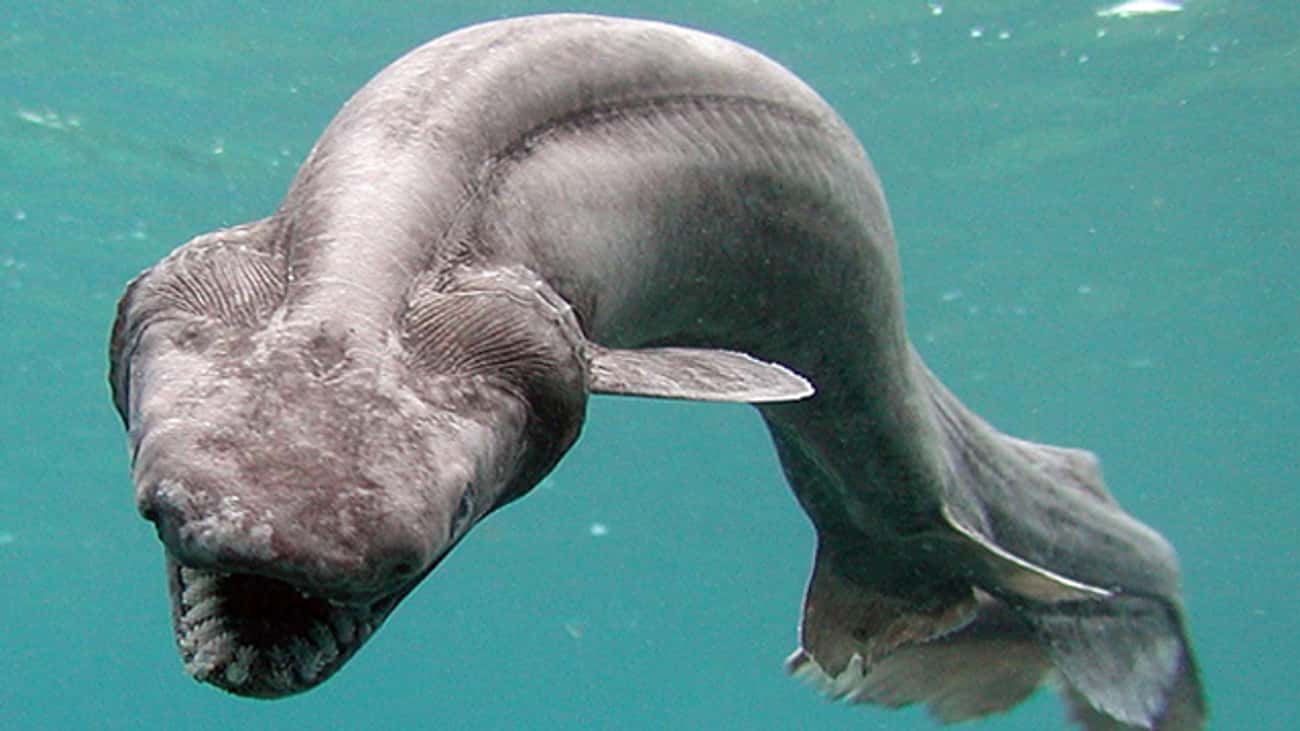The Freaky Looking Frilled Shark