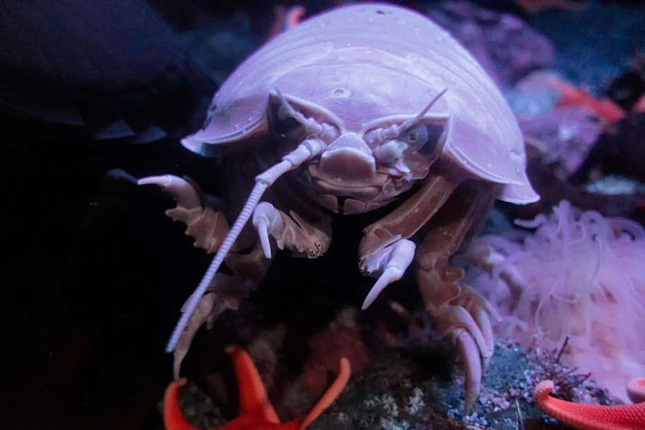 The Eerie Looking Giant Isopod