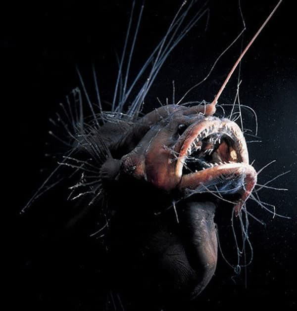 angler-fish-photo-u1