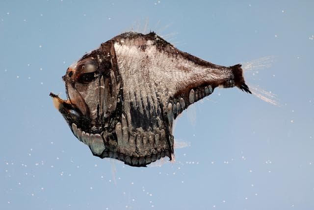 Move over blobfish, the fangtooth is scarier 