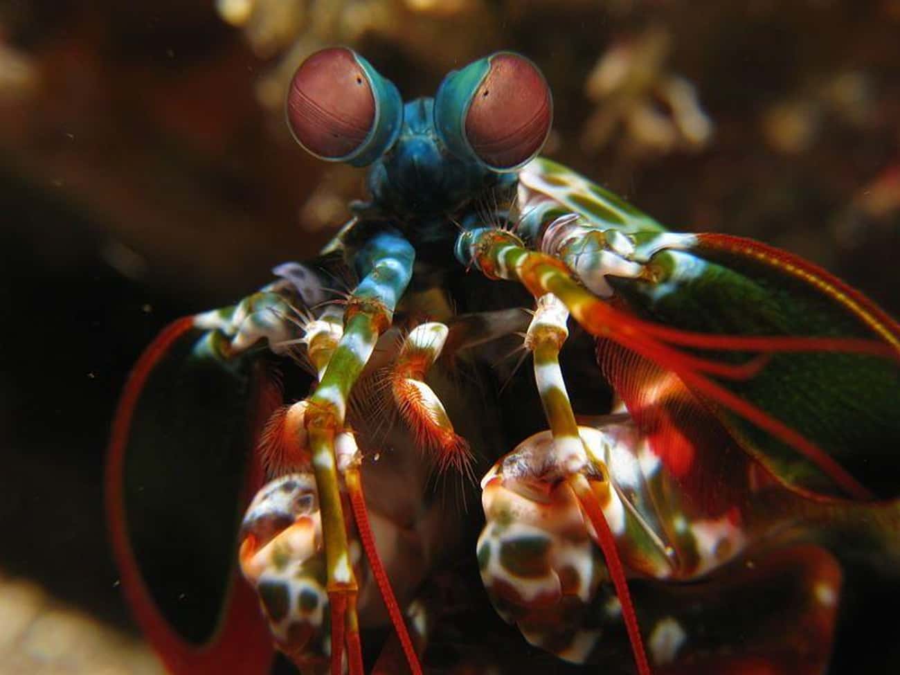 The Super Quick Striking Mantis Shrimp