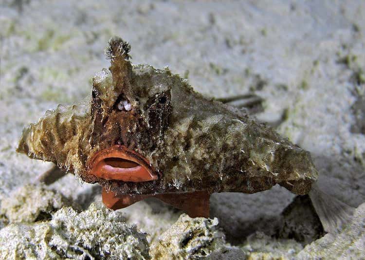 15 Coolest Deep-Sea Fish, Ranked
