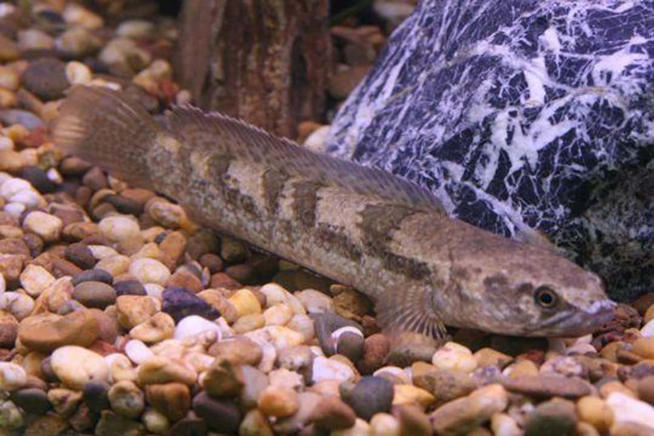 The Spooky Looking Snakehead Fish