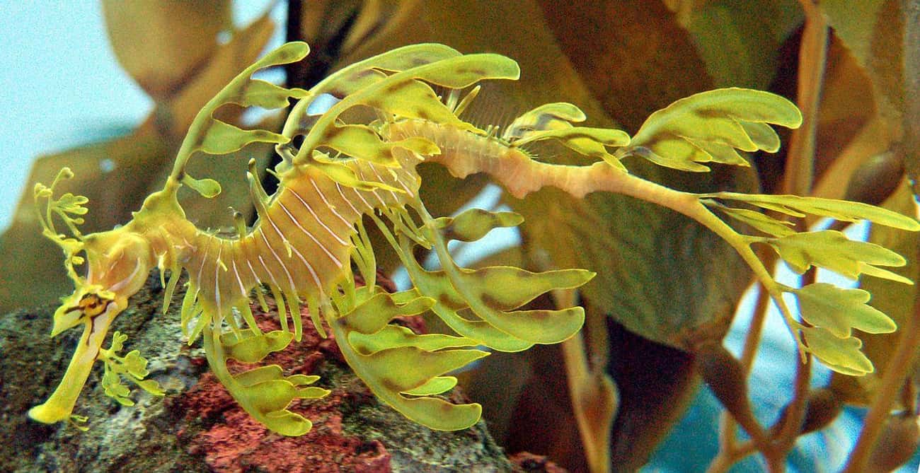 The Super Stealthy Leafy Seadragon