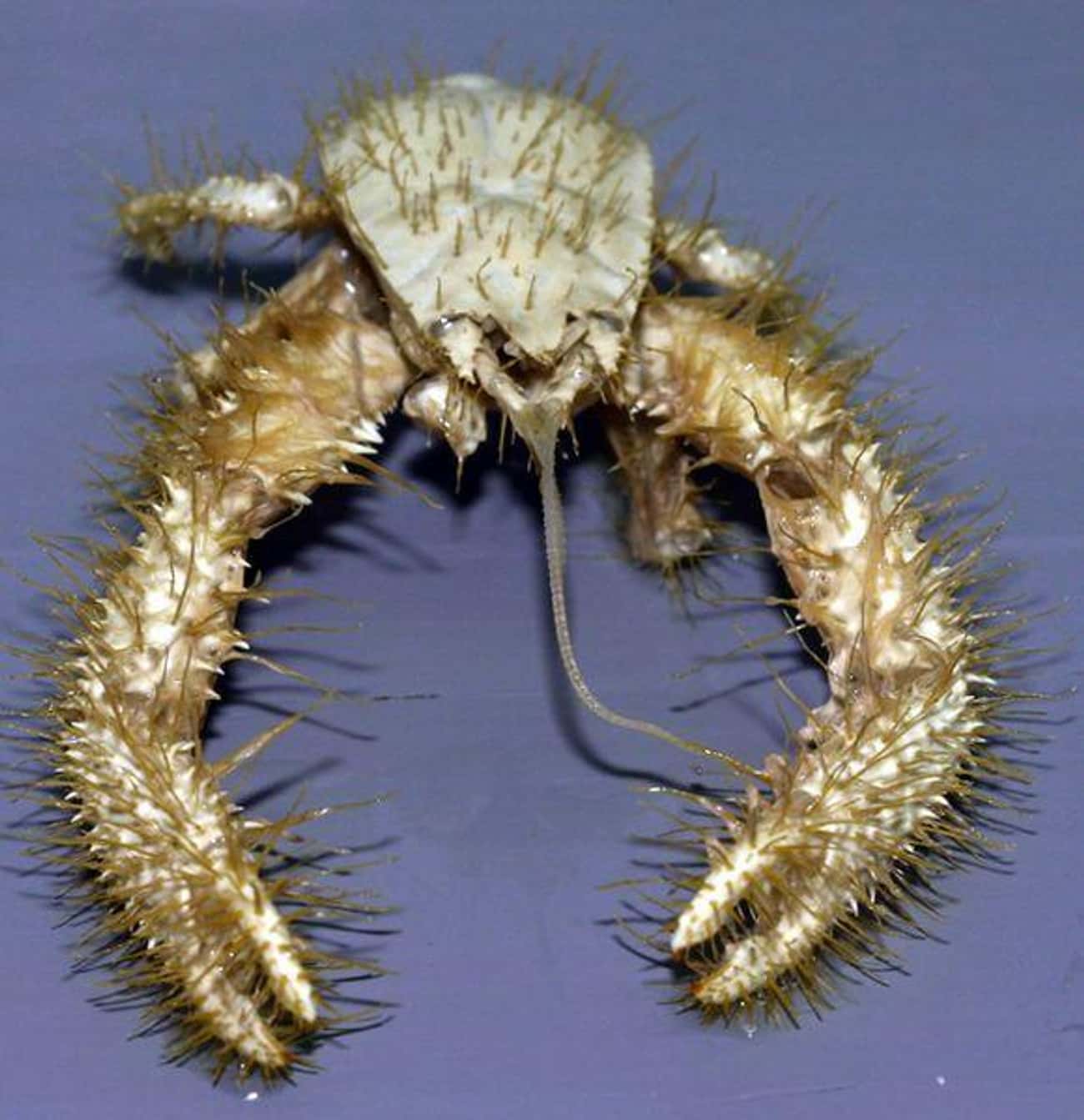 The Kind of Creepy Kiwa Crab
