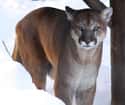 Mountain Lions on Random Most Deadly Animals