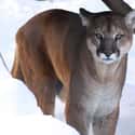 Mountain Lions on Random Most Deadly Animals