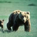 Bears on Random Most Deadly Animals