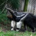 Giant Anteater on Random Most Deadly Animals