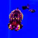 Pfeffer's Flamboyant Cuttlefish on Random Most Deadly Animals