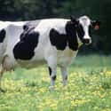 Cows on Random Most Deadly Animals