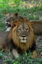 African Lions on Random Most Deadly Animals