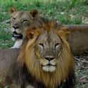 African Lions on Random Most Deadly Animals