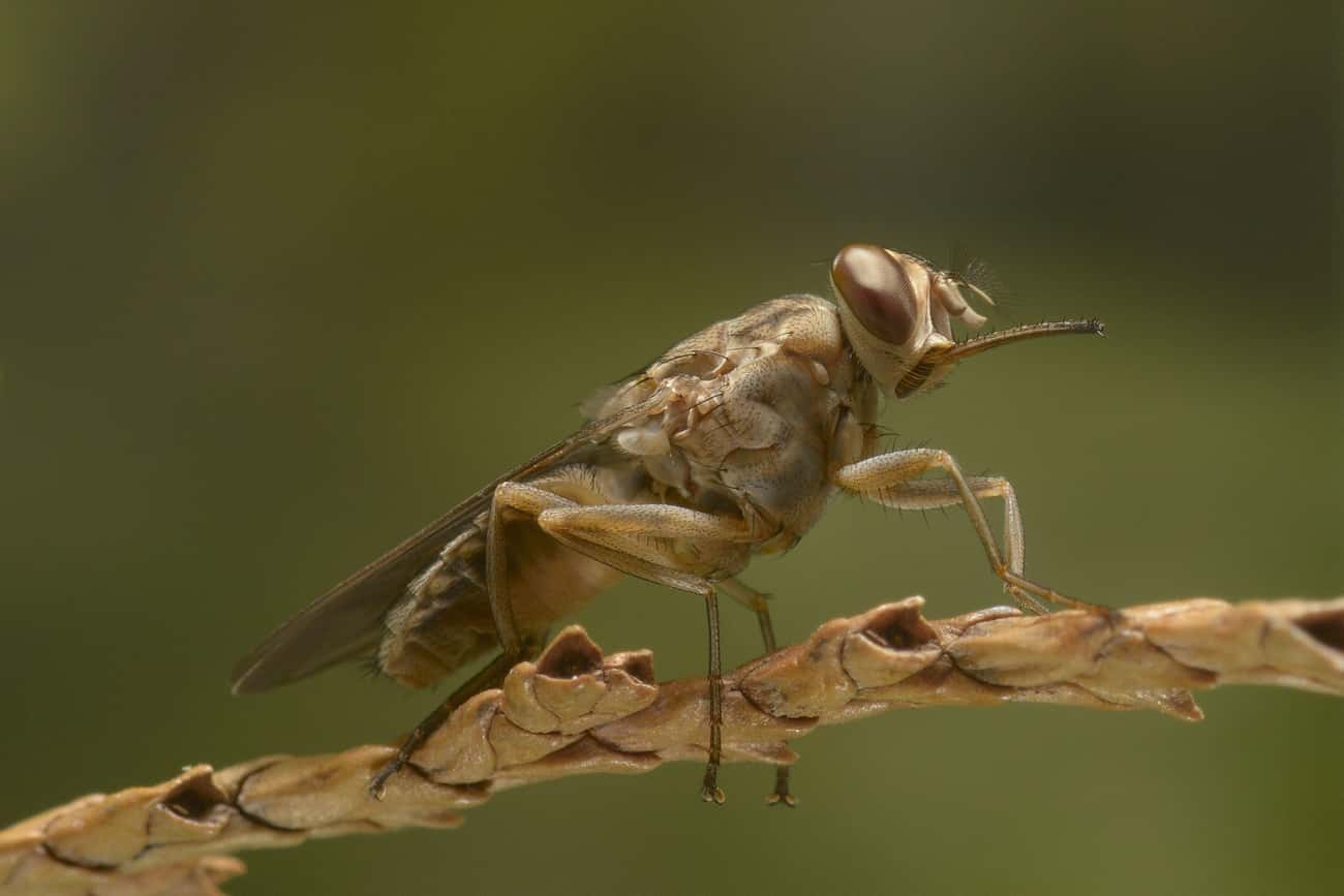 Tsetse Flies