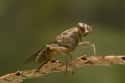 Tsetse Flies on Random Most Deadly Animals