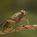 Tsetse Flies on Random Most Deadly Animals